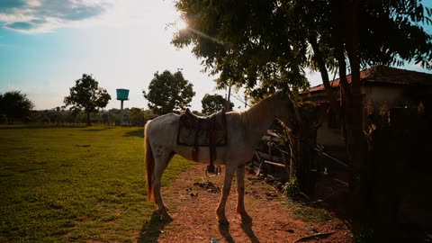 Grey Pantaneiro Horse in Brazil