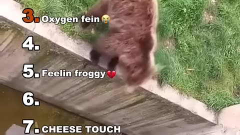 Funny animals videos