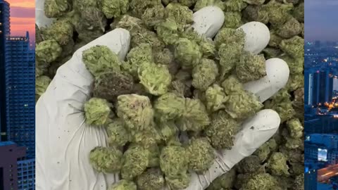 Bangkok THCa Flower | Sativa | Tropical Citrus Berry | Uplifting & Energizing Daytime Strain | Bulk