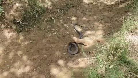 Fantastic Mongoose Vs Black Cobra