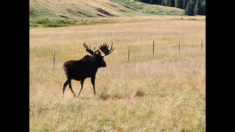 Moose crossing highway 14 east, Wyoming, 9000+ ft.