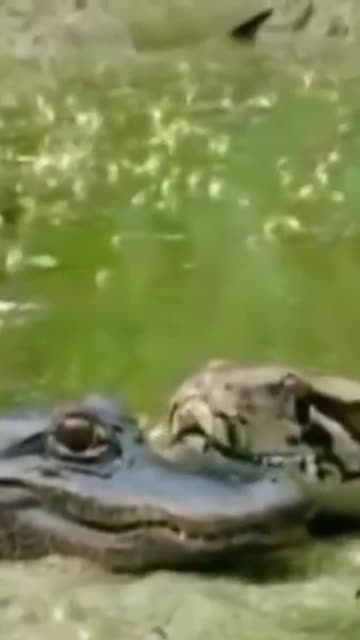 Ever seen alligator shit it's pants before 🐍