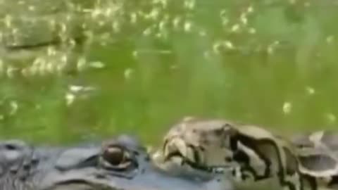 Ever seen alligator shit it's pants before 🐍