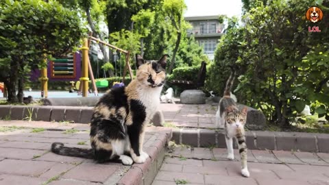 My Cat Explores Istanbul Like a Tourist! 🐱✈️