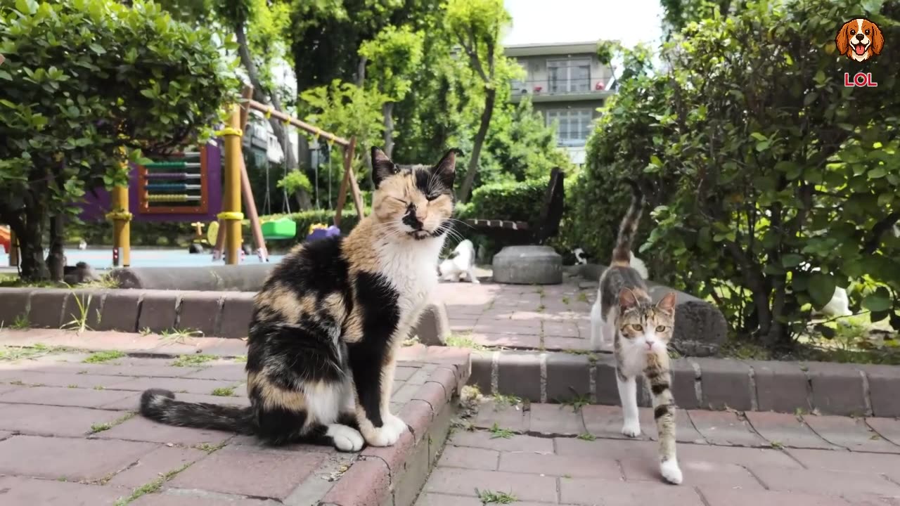 My Cat Explores Istanbul Like a Tourist! 🐱✈️