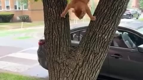 Cats being cats 😂😂