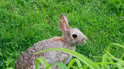 Up Close to Cute Bunnies | Bunny Ambiance | 4K