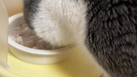 Cat： Mom, put it down quickly, I want to eat