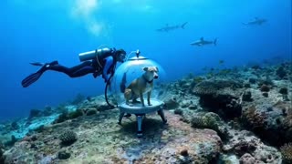 Adventure with your dog