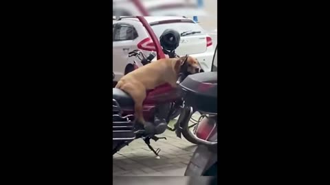 Funny animals - Funny cats / dogs 😂