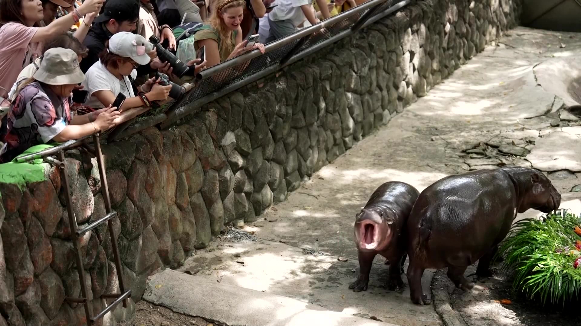 Thai hippo Moo Deng draws crowds at first birthday bash