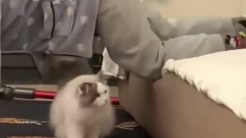 Funny animals