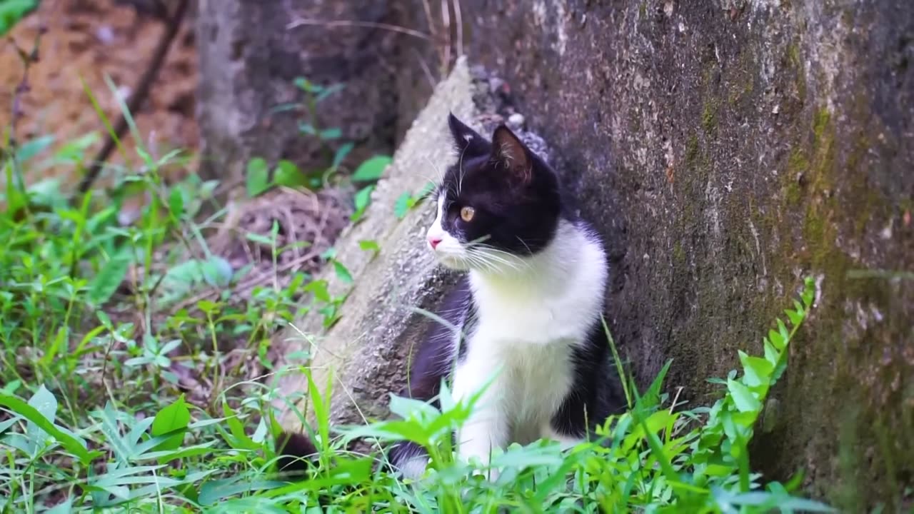 The lovely Cat playing❤️💖😻🐕