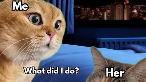 Cats Chatting - Funny Cat Moments
