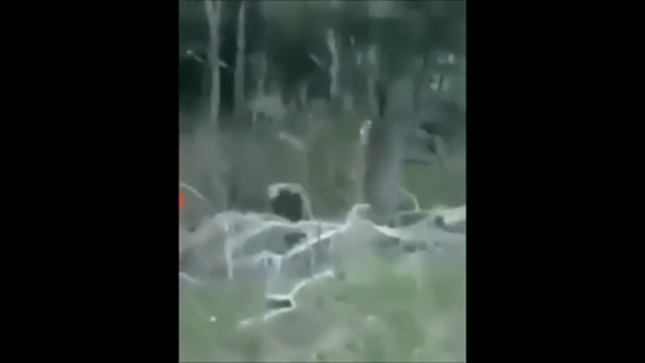 A skinwalker was caught mimicking a human on the the side of a remote forest road