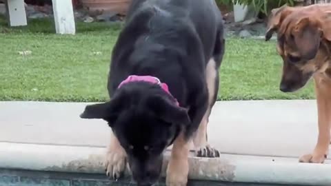 😂🐶 This Pup's Ball Skills Are Next Level! | FunFM