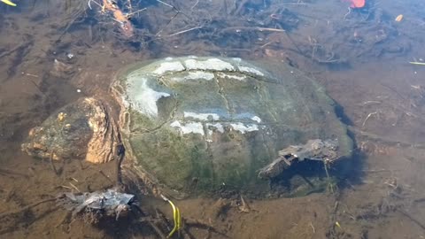 Snapping Turtle