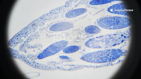 Meiosis – The Dance of Life’s Diversity