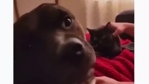 Funny pets, #jealous