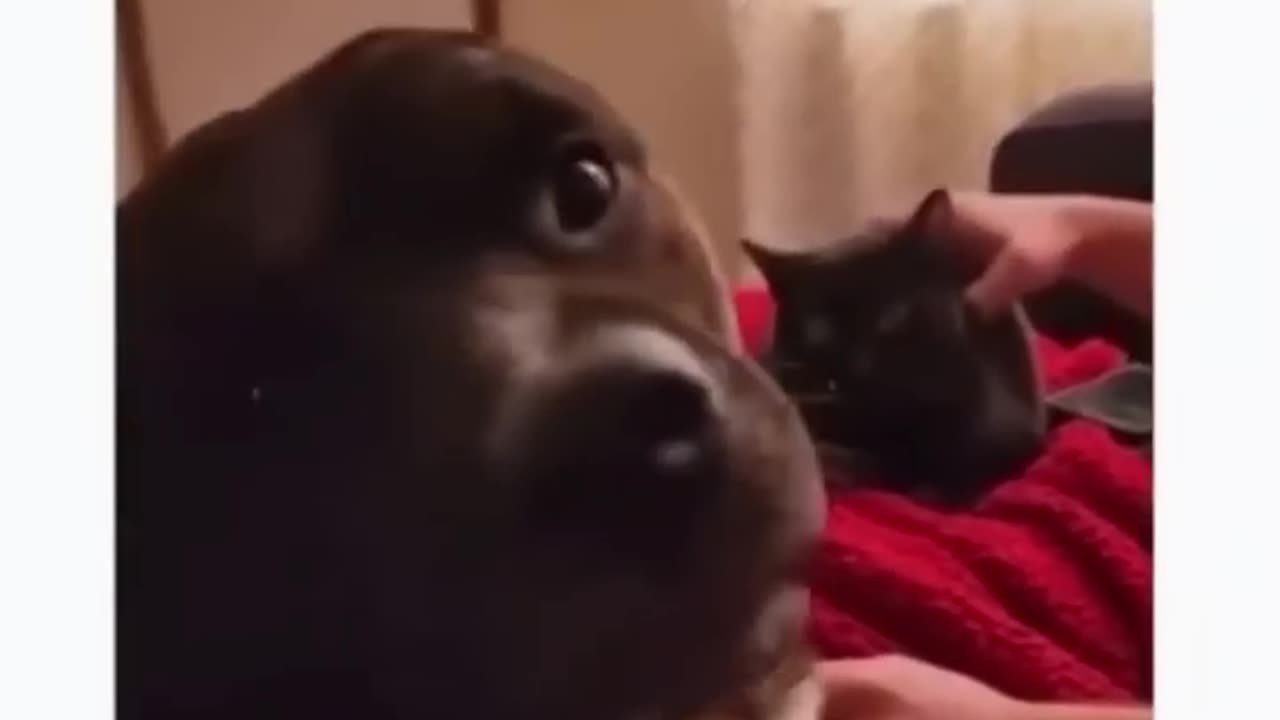 Funny pets, #jealous