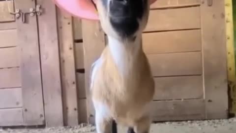 Funny & Cute Animals | animal showing off