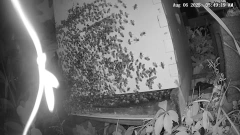 Wednesday Morning Peek at a Beehive