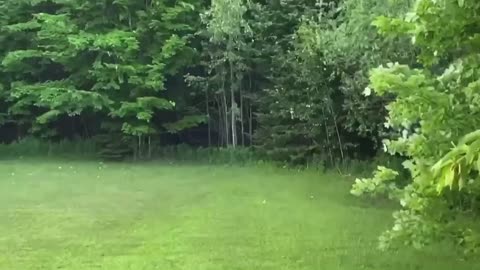 Trespassing Neighbor