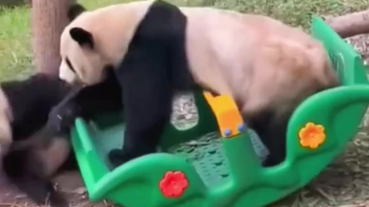 Funny panda