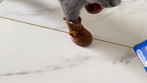 Cat’s First Time Wearing Shoes 😹