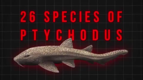 Monsters of the Ocean: The Largest Creatures That Ever Lived