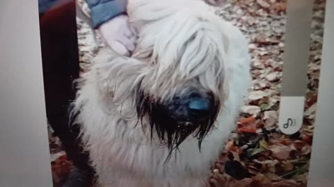 Face off dog finally controlled by one of its owners.