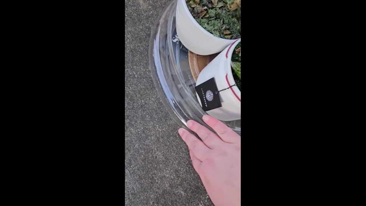 Earth Day Craft: The walking plant