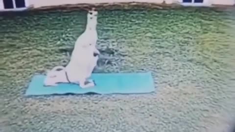 😂💪 Master GOAT! | FunFM