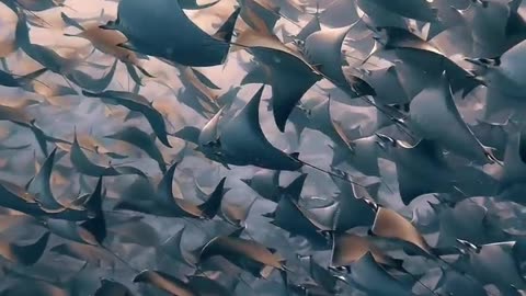 ✨🦑 The Largest Mobula Ray Migration on Earth! | FeedMyCuriosity