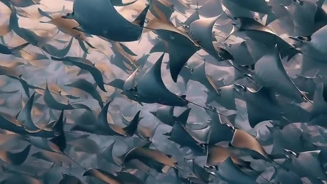 ✨🦑 The Largest Mobula Ray Migration on Earth! | FeedMyCuriosity