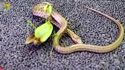 Times Animals Messed With Wrong Opponents
