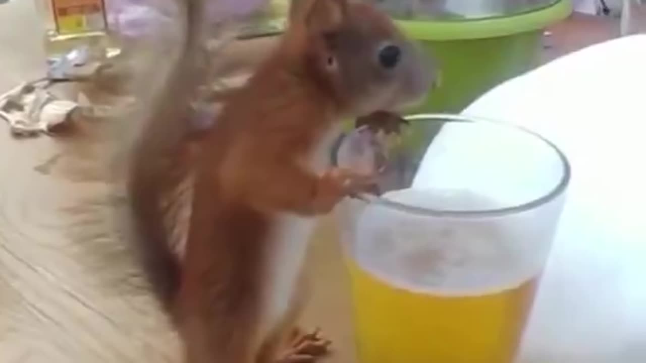 i wish i was a squirrel, life would be so chill