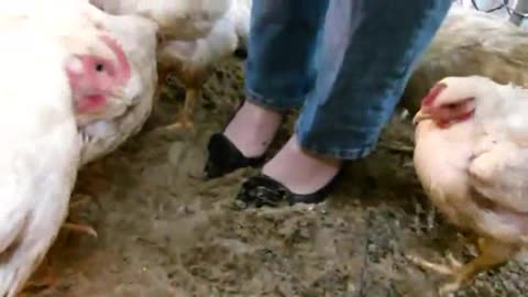Cleaning the Chicken Coop in High Heels