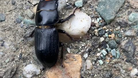 Good Morning Mr. Beetle 🪲