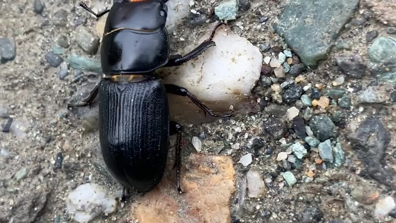 Good Morning Mr. Beetle 🪲