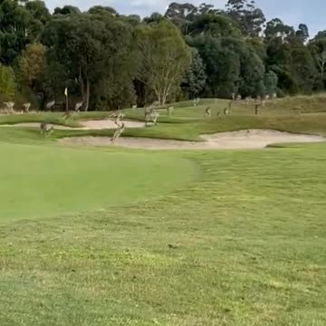 40 million kangaroos in Australia 🇦🇺