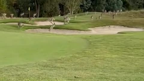 40 million kangaroos in Australia 🇦🇺