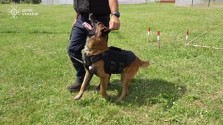 🦴🛡️ Ukraine Russia War | Bulletproof Vests Donated to Protect Ukrainian Service Dogs | RCF