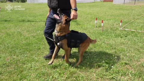 🦴🛡️ Ukraine Russia War | Bulletproof Vests Donated to Protect Ukrainian Service Dogs | RCF