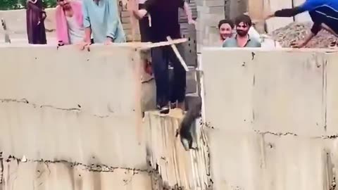 "Heroic Boy Rescues Cat in Karachi 🐱❤️ | Heartwarming Viral Moment"
