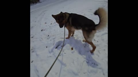 Virgil german shepherd.