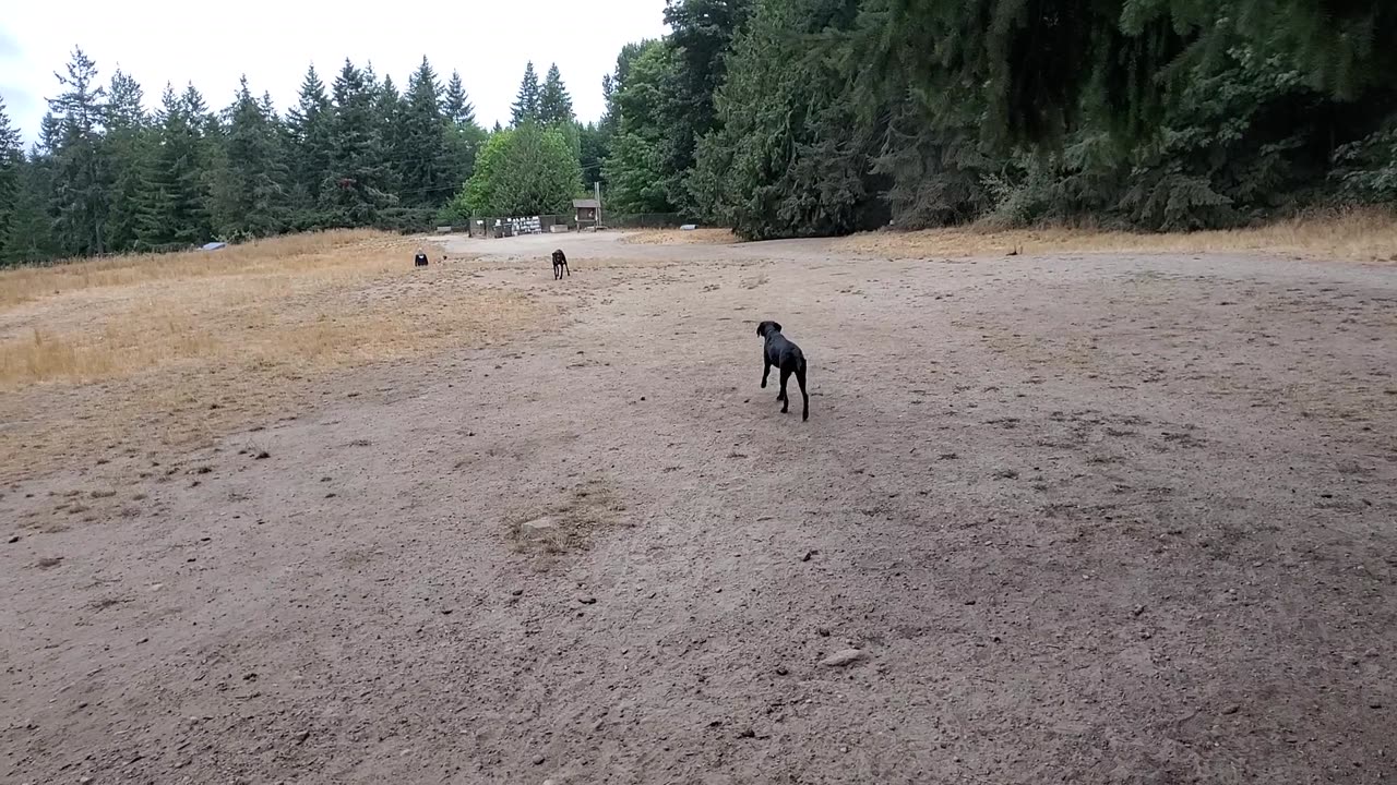 Rocky and Rosie chasing