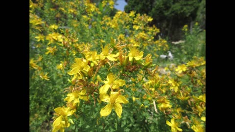 Sunny Blooms St Johns Wort June 2023