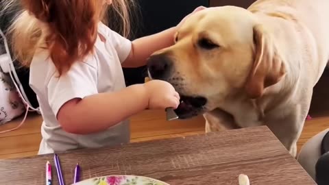 What Happens When You Feed Your DOG ALL Your Food？