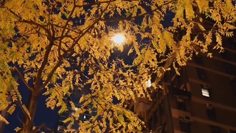 Golden Leaves & Crisp Air 🍁 Fall Ambience